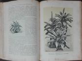 1716. Комнатное Садоводство Уход За Комнатными Рас - nuotraukos Nr. 16