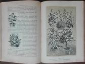 1716. Комнатное Садоводство Уход За Комнатными Рас - nuotraukos Nr. 18