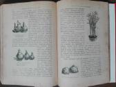 1716. Комнатное Садоводство Уход За Комнатными Рас - nuotraukos Nr. 22