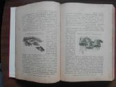 1716. Комнатное Садоводство Уход За Комнатными Рас - nuotraukos Nr. 23