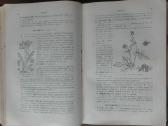 1717. Флора Средней Россiи - nuotraukos Nr. 6