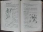 1717. Флора Средней Россiи - nuotraukos Nr. 7