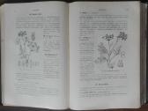 1717. Флора Средней Россiи - nuotraukos Nr. 8