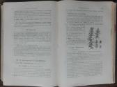 1717. Флора Средней Россiи - nuotraukos Nr. 10