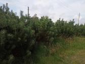 Didelės kalninės pušeles,papr.pušys, eglės,pocūgės - nuotraukos Nr. 31