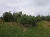 Didelės kalninės pušeles,papr.pušys, eglės,pocūgės - nuotraukos Nr. 32
