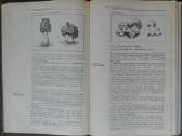 1727. Ботаника С Основами Общей Биологии Журбин А. - nuotraukos Nr. 9