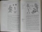1727. Ботаника С Основами Общей Биологии Журбин А. - nuotraukos Nr. 11