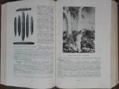 1732. Народы Австралии И Океании - nuotraukos Nr. 5