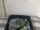Parduodu kambarines geles - nuotraukos Nr. 20