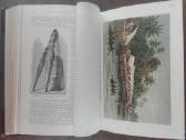 1736. Народовђдђнiе ф. Ратцелч - nuotraukos Nr. 12