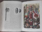 1736. Народовђдђнiе ф. Ратцелч - nuotraukos Nr. 19