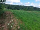 Žemės ūkio paskirties žemė - nuotraukos Nr. 6