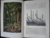 1739. Жизнь Растенiй А. Кернере фонъ-мариланунъ - nuotraukos Nr. 5