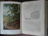 1739. Жизнь Растенiй А. Кернере фонъ-мариланунъ - nuotraukos Nr. 7