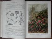 1739. Жизнь Растенiй А. Кернере фонъ-мариланунъ - nuotraukos Nr. 13