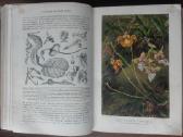 1739. Жизнь Растенiй А. Кернере фонъ-мариланунъ - nuotraukos Nr. 15