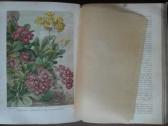 1739. Жизнь Растенiй А. Кернере фонъ-мариланунъ - nuotraukos Nr. 16