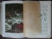 1739. Жизнь Растенiй А. Кернере фонъ-мариланунъ - nuotraukos Nr. 17