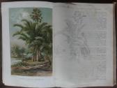 1739. Жизнь Растенiй А. Кернере фонъ-мариланунъ - nuotraukos Nr. 20