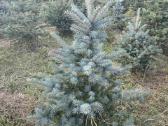 Kaledines (sidabrines) eglutes, aukštis 1-2 m - nuotraukos Nr. 3