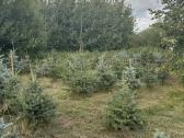 Kaledines (sidabrines) eglutes, aukštis 1-2 m - nuotraukos Nr. 6