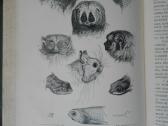 1740. Происхожденiе Животнаго Мiра Вильгедьма Гаак - nuotraukos Nr. 13