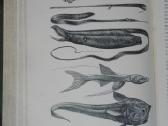 1740. Происхожденiе Животнаго Мiра Вильгедьма Гаак - nuotraukos Nr. 15