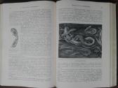 1740. Происхожденiе Животнаго Мiра Вильгедьма Гаак - nuotraukos Nr. 16