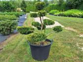 Lauko bonsai - niwaki