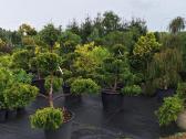 Lauko bonsai - niwaki - nuotraukos Nr. 10
