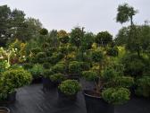 Lauko bonsai - niwaki - nuotraukos Nr. 11