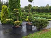 Lauko bonsai - niwaki - nuotraukos Nr. 13