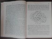 1756. Духъ И Тђло Бронгаузъ-ефронъ - nuotraukos Nr. 4