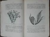 1760. Географiя Растенiй П. Гребнеръ - nuotraukos Nr. 3