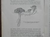 1760. Географiя Растенiй П. Гребнеръ - nuotraukos Nr. 4