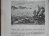 1760. Географiя Растенiй П. Гребнеръ - nuotraukos Nr. 5