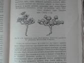 1760. Географiя Растенiй П. Гребнеръ - nuotraukos Nr. 8