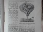 1760. Географiя Растенiй П. Гребнеръ - nuotraukos Nr. 9