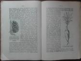 1760. Географiя Растенiй П. Гребнеръ - nuotraukos Nr. 10