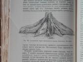 1760. Географiя Растенiй П. Гребнеръ - nuotraukos Nr. 12
