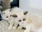 Ragdoll kaciukai - nuotraukos Nr. 9