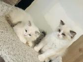 Ragdoll kaciukai - nuotraukos Nr. 10