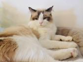 Ragdoll kaciukai - nuotraukos Nr. 11
