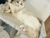 Ragdoll kaciukai - nuotraukos Nr. 12