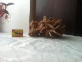 Dykumų rožė - nuotraukos Nr. 2