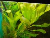 Akvariumo augalai pigiai, Easy-life Profito trąšos - nuotraukos Nr. 17