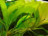 Akvariumo augalai pigiai, Easy-life Profito trąšos - nuotraukos Nr. 16