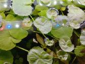 Akvariumo augalai pigiai, Easy-life Profito trąšos - nuotraukos Nr. 10