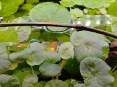 Akvariumo augalai pigiai, Easy-life Profito trąšos - nuotraukos Nr. 7